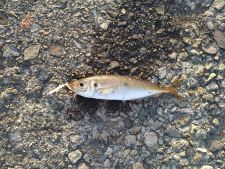 アジもガシラも小さい